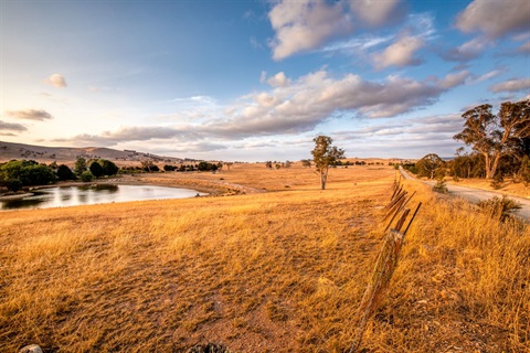 dry paddock_adobe stock.jpeg