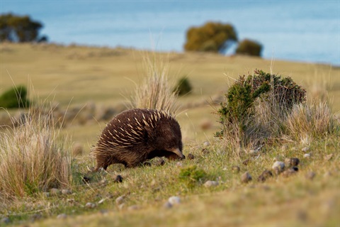 Echidna.jpg